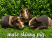 Male skinny pigs available
