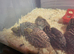 Coturnix quail x9