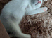 Pure white male kitten