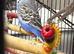 Budgie