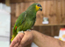 Orange winged Amazon