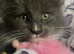 Mainecoon kittens