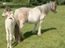 Very nice ride and drive cob mare 8 years old