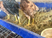 Asil pullets this years.