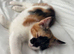 Gorgeous calico kitten ready now