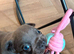 Male blue french bulldog puppy