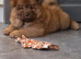 Beautiful chocolate chows