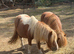 Two fabulous kids ponies