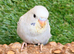 Hand-Tame Baby Budgie – Ready for a Loving Home