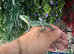 Eastern Casquehead Iguana