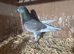 £20 for 2 racing pigeons. Both reds.
