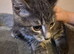 Beautiful Shy Female Kitten