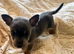Female Jack Russell's