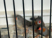 Normal Zebra Finches For Sale