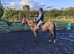 Beautiful dun gelding