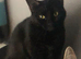 7yo domestic breed female cat