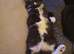 Black/ white long hair female cat