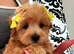 BEAUTIFUL KOREAN MALTIPOO GIRL. EXTRA MINI!!