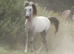 Beautiful Arabians !