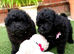 Beautiful pomapoo puppies