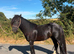Black cob gelding