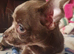 Stunning chihuahua