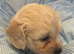 Cavachon puppies