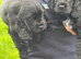 KC registered Cocker Soaniel Pups