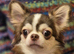 KC registered chihuahua puppies