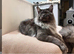 Maine coon GCCF & Tica active! CHAMPION, STUD duties only