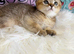 Stunning Scottish Fold Kittens