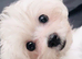 Female Maltese Puppy