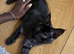 Affectionate & Playful Maine Coon X Kitten