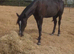 Newforest yearling filly