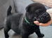 Chow Pei for sale