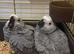 Beautiful baby african greys