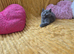 From pedigree parents, BSH kittens