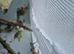 5 spiny stick insects