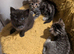 Ragdoll/ Tabby kittens
