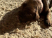 5 gorgeous cockapoo puppies