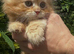 Gorgeous golden doll faced Persian kitten
