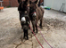 Two stunning Jenny donkeys