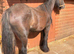 Black cob mare 4 yr old
