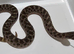 Sable Male Western Hognose