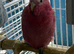 Baby galah cockatoo