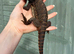 Baby Red Monster Bearded Dragons