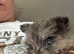 westiepom pups