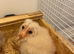 3 barn owlets for sale