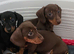 Mini dachshund pups ready now
