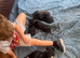 Gorgeous dachshund puppies